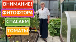 Томаты еще можно спасти! Лучший способ борьбы с фитофторой