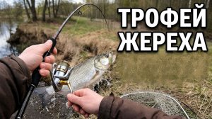 КАК ЛОВИТЬ ЖЕРЕХА ОСЕНЬЮ НА ИСКУССТВЕННЫЕ ПРИМАНКИ?