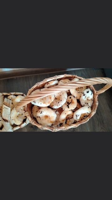 Мои любимые грибники постарались
