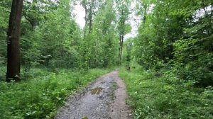 хорошо гуляю по лесу 83