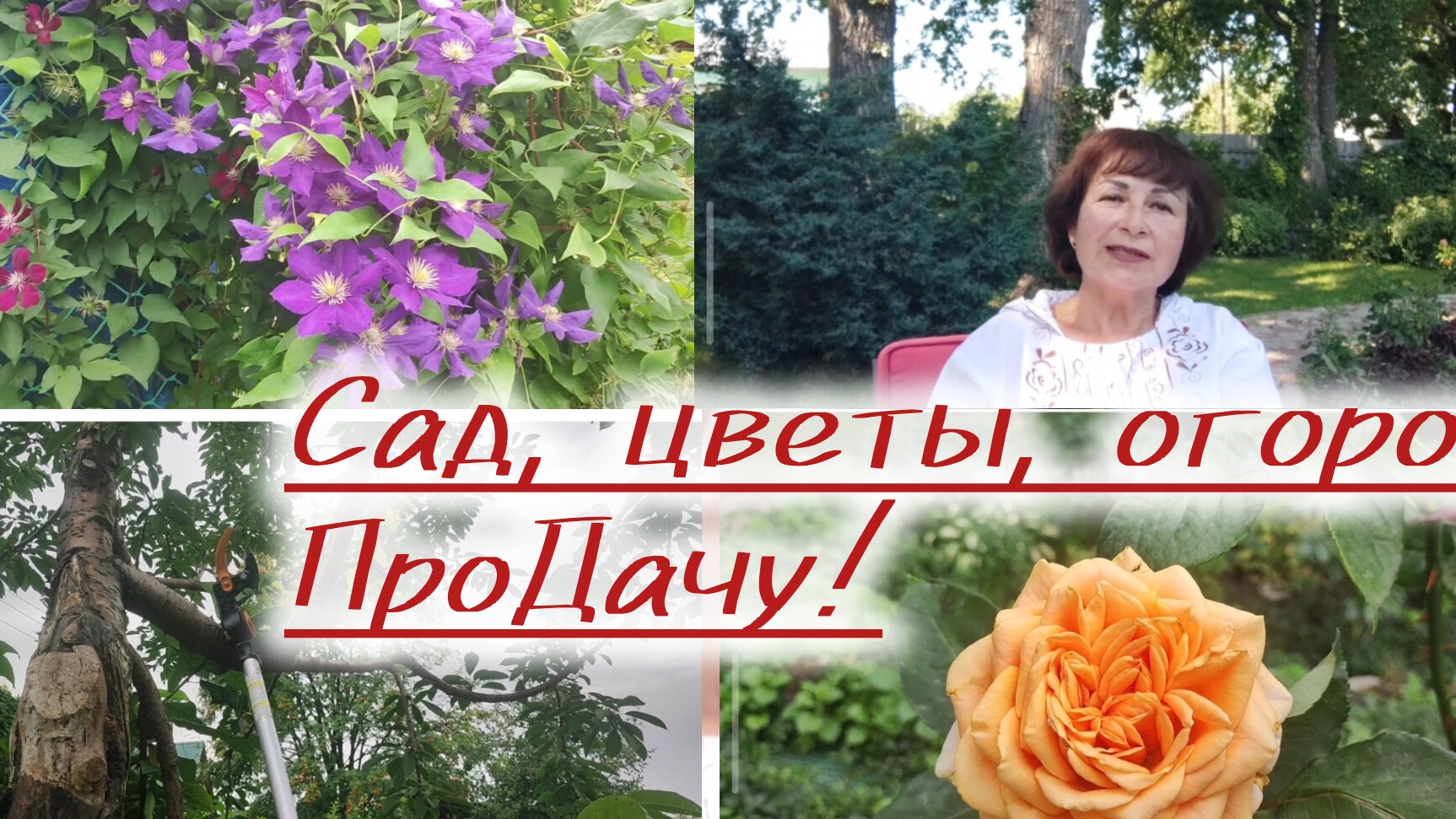 Забота о черешне, цветение роз, вторая волна!!