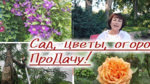 Черешня, цветение роз, вторая волна!!