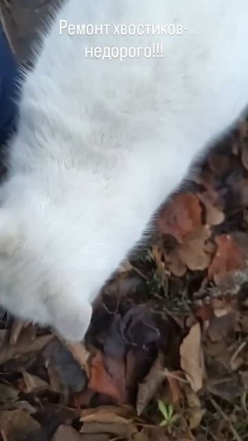 А вы говорите, не приживётся