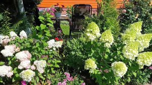 🫴 Чем подкормить гортензии в августе 🌺