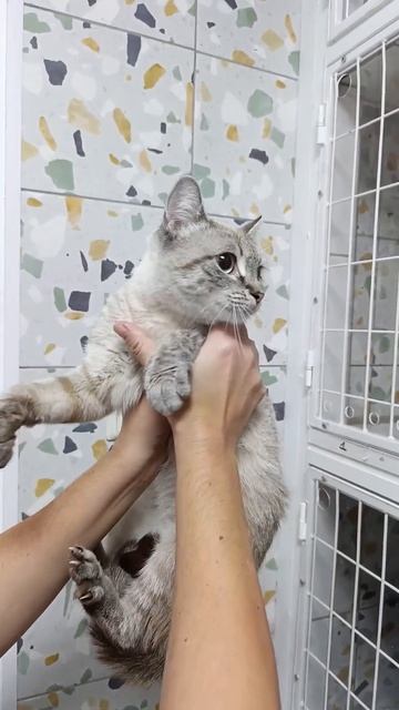 Волгоград. Вот такую кошечку выбросили (
Срочно ищем ручки, пока на передержке  в клинике ВВЦ