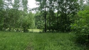 хорошо гуляю по лесу 31