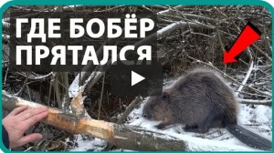 🏠 КУПИЛ ДОМ В ДЕРЕВНЕ / ИЩЕМ БОБРА /💥 БОЛЬ В СПИНЕ ЧТО ДЕЛАТЬ