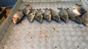 итоговый улов на большом водоëме