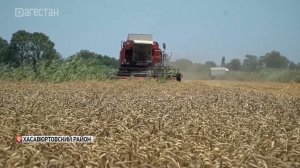 Свыше 85% дагестанской пшеницы  высокого качества