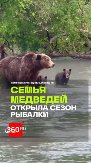 «Ясли» в Кроноцком заповеднике: медведица с медвежатами рыбачит на Курильском озере