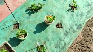 Высаживаю рассаду клубники, полученную из укоренённых усов