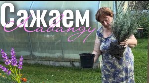 Высаживаем лаванду