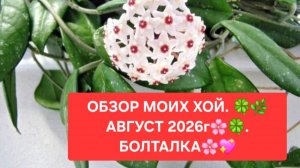 ОБЗОР МОИХ ХОЙ. АВГУСТ 2026г.🌸🍀БОЛТАЛКА.🌺🌳