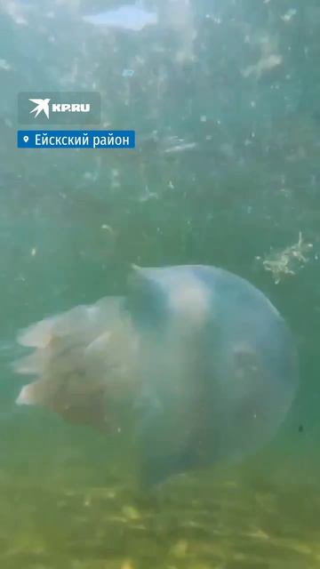 Нашествие медуз на курортах Краснодарского края