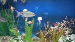 В аквариуме плавают рыбки, в воде создавая свой подводный мир!