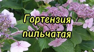 Первый раз встречаю такого нежного оттенка гортензию😍