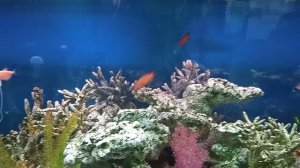 Рыбки плавают в аквариуме, создавая свой водный мир!