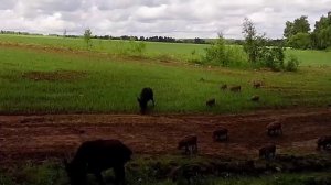 Кабанье семейство #природа #животные