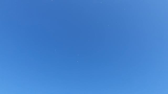 07.08.26 г. Андижанская порода голубей (2)