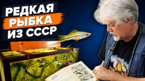 Редкая рыбка из СССР | Аквариумные истории из ЭКЗОМЕНЮ №184