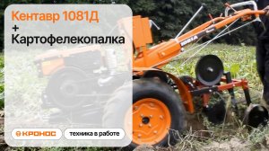 Картофелекопалка КТ3 в работе с мотоблоком Кентавр 1081Д (Toyokawa)
