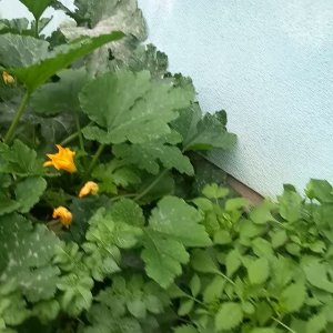 20260807 Tidy Town что выросло в саду