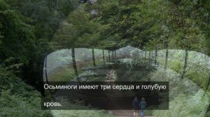 волшебные звуки со смыслом 1