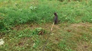 Гуляет котик один.