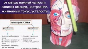Тройная проблема: спазм мышц шеи, челюсти, глаз. Методы нормализации тонуса