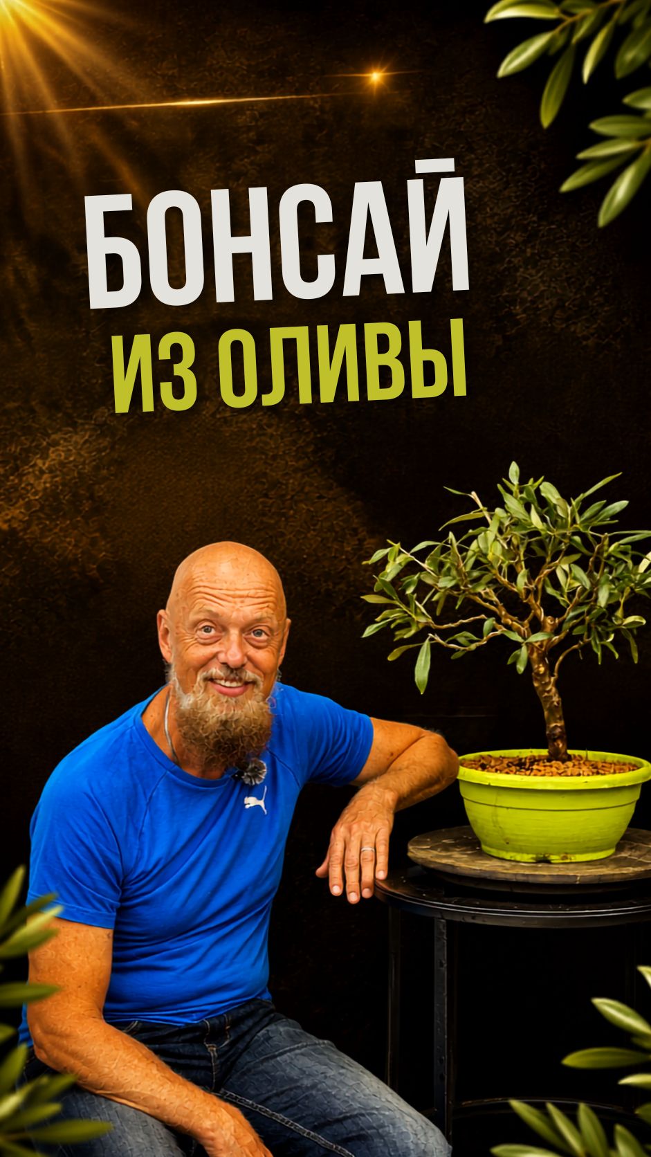 Бонсай из оливы