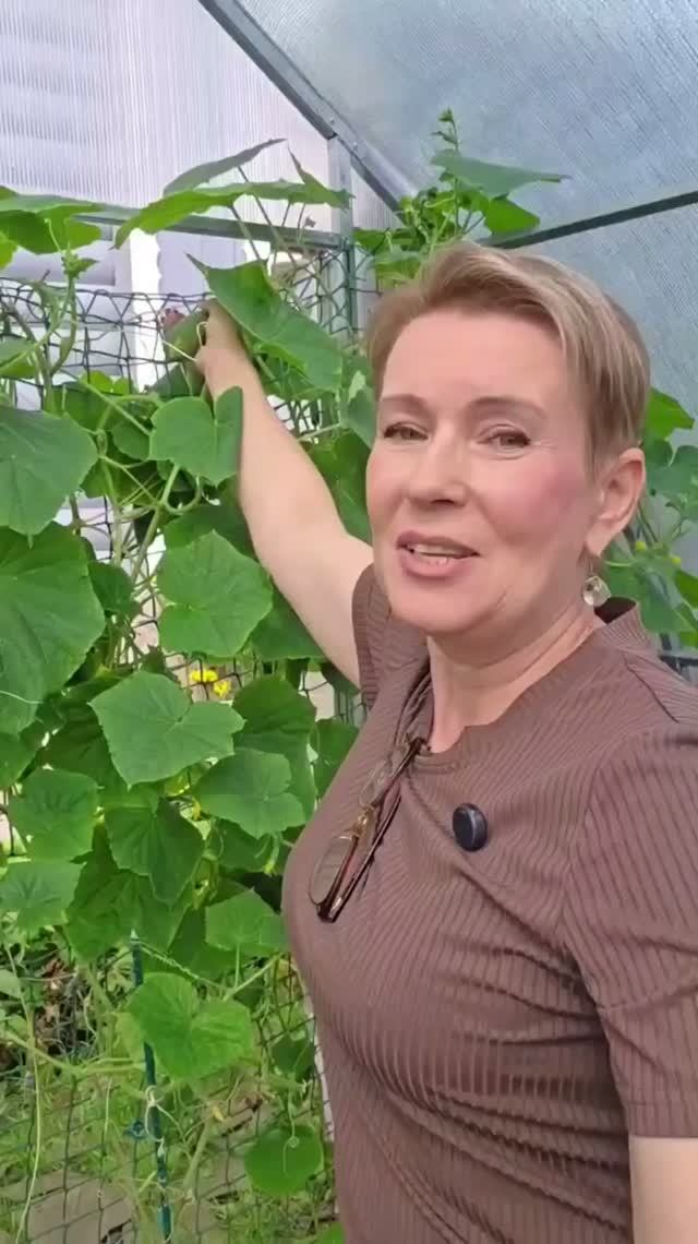 С этими огурцами я возилась все лето... паутинный клещ