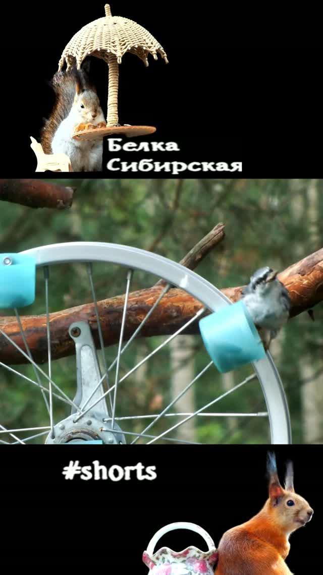 Поползень крут на кормушке карусели