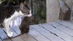 Котик поймал огромную крысу