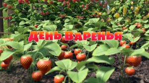6 серия. День варенья! Маша и медведь