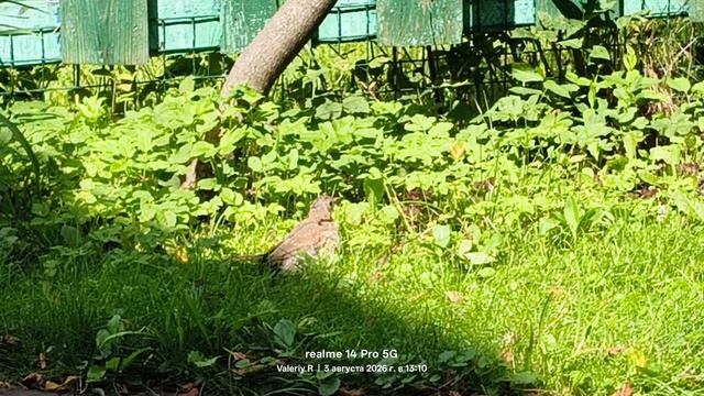 Певчий дрозд 🐦⬛ 03.08.2026