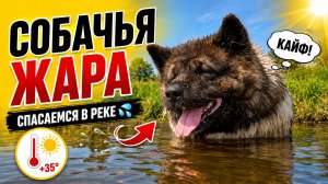 Собачья жара 🌞🥵 | Дом Айболита | Эндбор