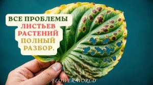 Все проблемы листьев растений полный разбор.🧐