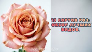 13 сортов роз обзор лучших видов 🌹🌿