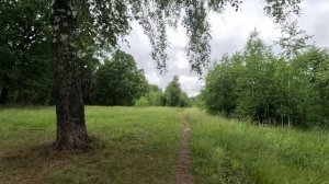 хорошо гуляю по лесу 51