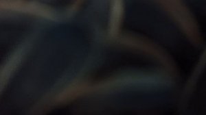 а так я грызу семечки.mp4