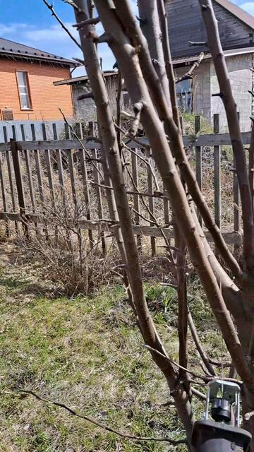 Обрезка яблони