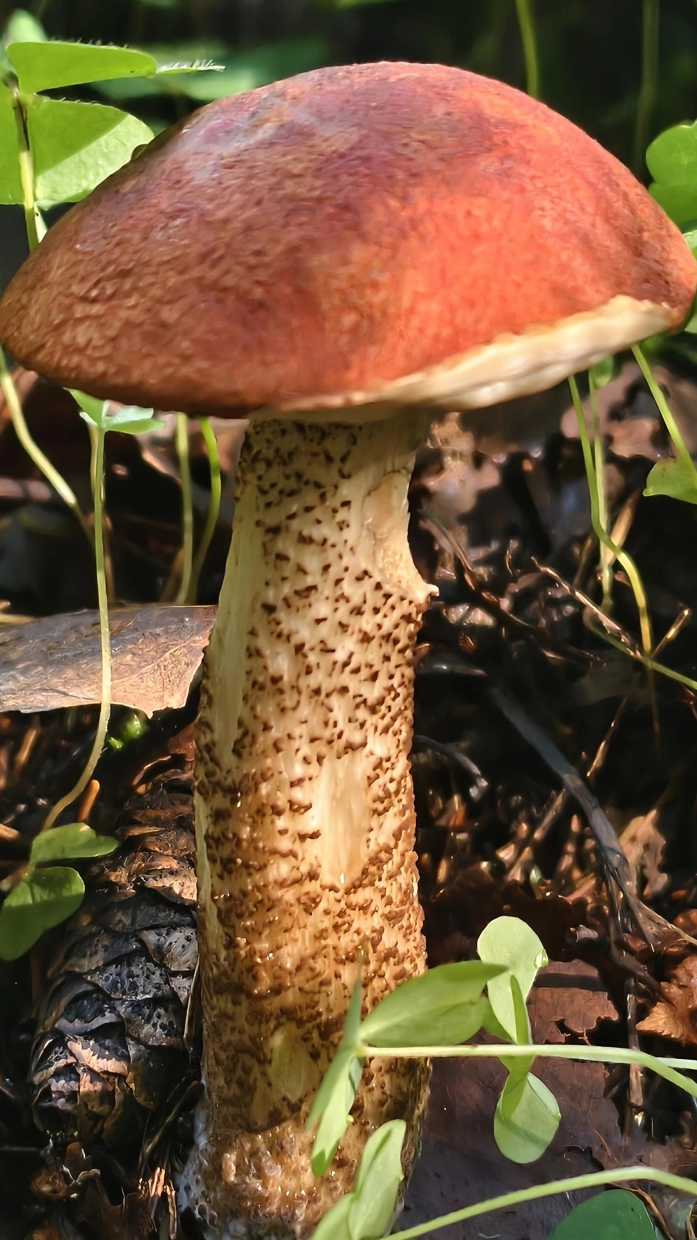 подосиновички пошли ! 🍄❤🤗