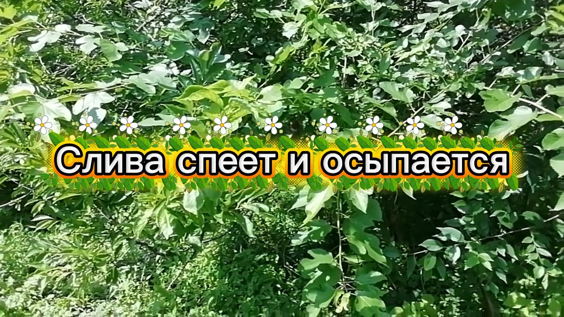 Слива спеет и осыпается