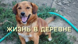 Жизнь в деревне 🏡 Кошки, собачки, куры, сад, розы🌹