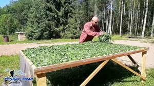 ПРАВИЛЬНАЯ ЗАГОТОВКА ИВАН ЧАЯ - СБОР И ПЕРЕРАБОТКА ПО ДРЕВНЕЙ РУССКОЙ МЕТОДИКЕ. Чай можно покупать.
