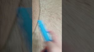 абзор маих сквишей