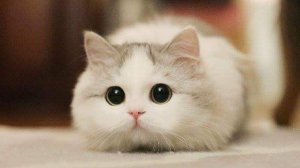 Обычный кот
