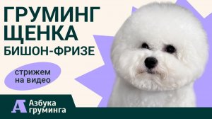 Груминг щенка бишон-фризе. Стрижка, приучение, косметика и инструменты