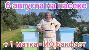 Август. Как развиваются семьи пчёл с племенными матками на пасеке. Пчеловодство.