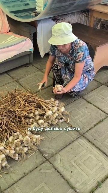 Чеснок